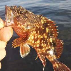 ガシラ14  サバ1