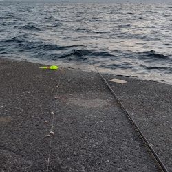 初魚種！ウスバハギ？