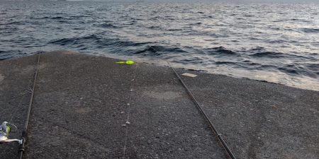 初魚種！ウスバハギ？