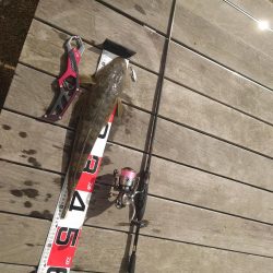 マゴチになります！