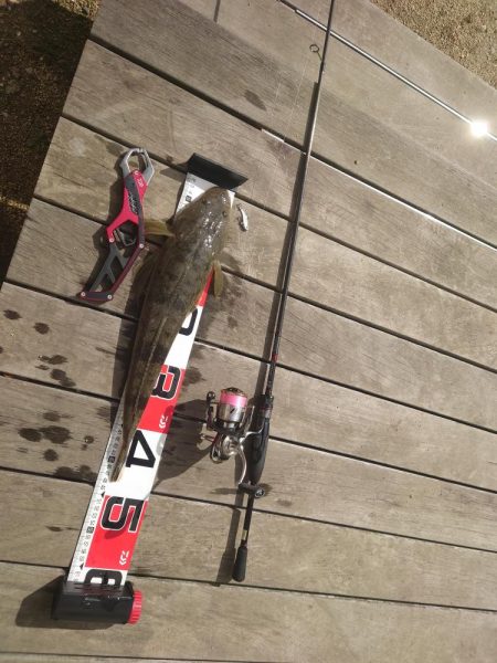 マゴチになります！