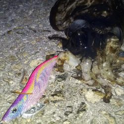 コウイカだった。