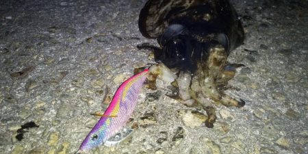 コウイカだった。