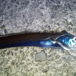 太刀魚の浮き釣り