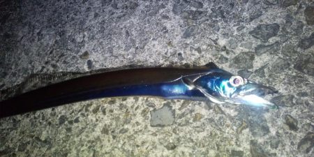 太刀魚の浮き釣り