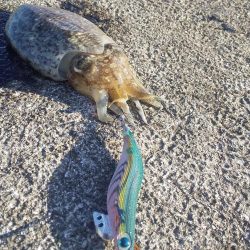 エギングとヤエン