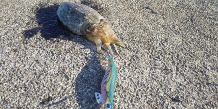 エギングとヤエン