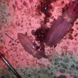 朝マズメでアオリイカ狙い