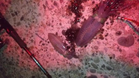 朝マズメでアオリイカ狙い