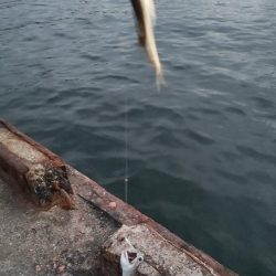 ステージ2 サビキでイワシとサバ