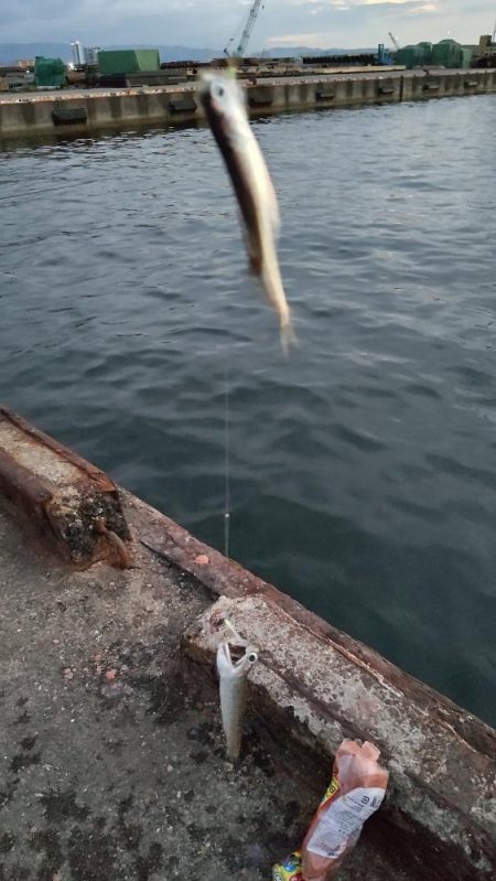 ステージ2 サビキでイワシとサバ