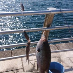 サビキで4目。のませは不発。