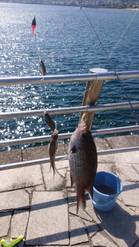 サビキで4目。のませは不発。