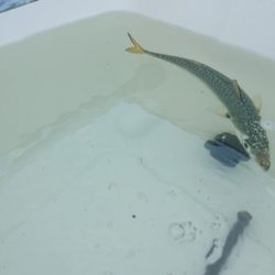無念のサビキ釣り