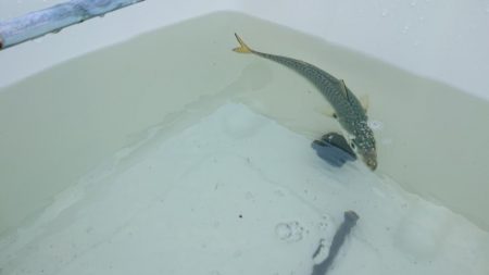 無念のサビキ釣り