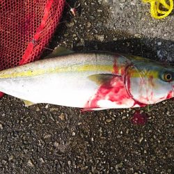 沖堤ショアジギングでメジロ、ハマチ、タチウオ