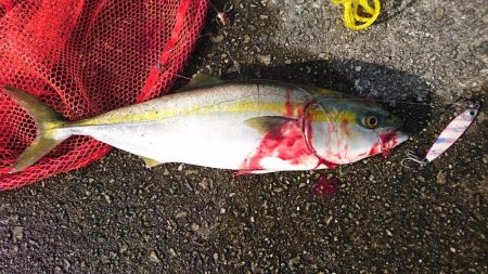 沖堤ショアジギングでメジロ、ハマチ、タチウオ