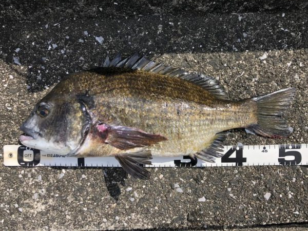 イチノ兄弟、釣果！