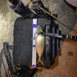 夜中は明暗にしかアジはおらん