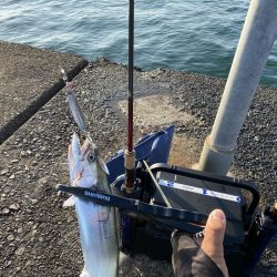 サゴシが入ればピッチングで入れ食い