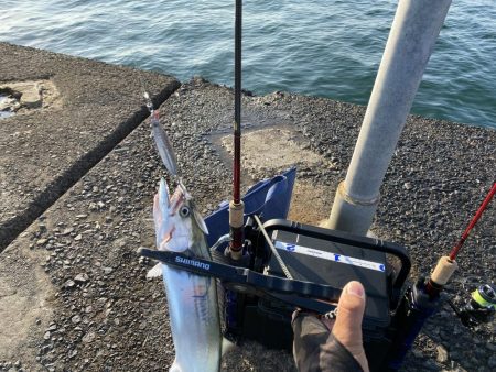 サゴシが入ればピッチングで入れ食い