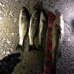 連続ヒットのシーバス60