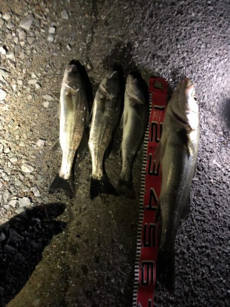 連続ヒットのシーバス60