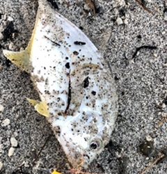 マイクロベイト