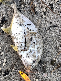 マイクロベイト