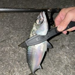 大サバ釣り。釣れなくなりました!