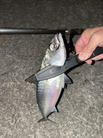 大サバ釣り。釣れなくなりました!