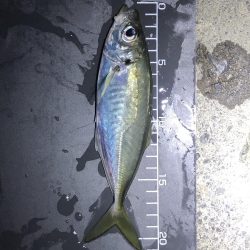 朝マズメ直前に撤退…