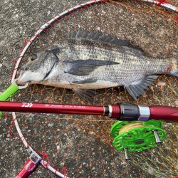 チヌ3、ガシラ3