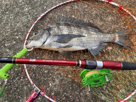 チヌ3、ガシラ3