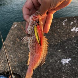 バラエティーな釣り