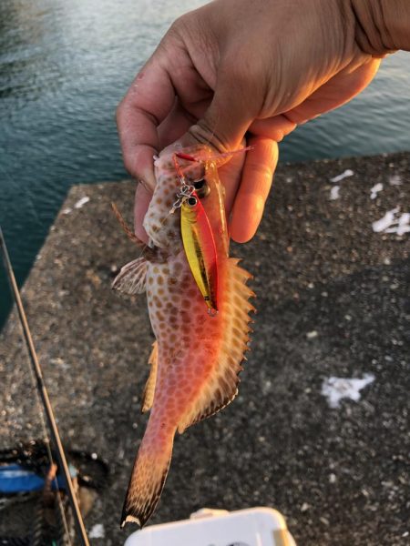 バラエティーな釣り