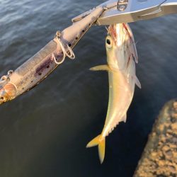 湾奥、鯖だらけ！