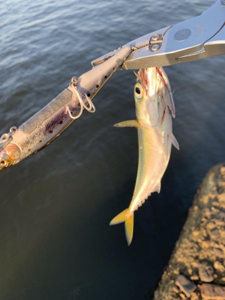 湾奥、鯖だらけ！