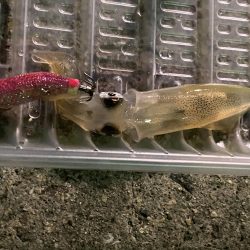 今年初のヒイカ釣り！！