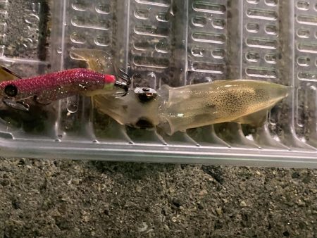 今年初のヒイカ釣り！！