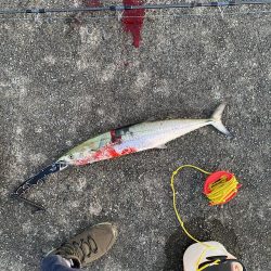 爽やかサワラ〜