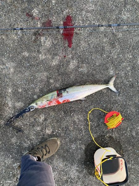 爽やかサワラ〜