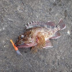 ちょっと渋めも、嬉しい1匹!