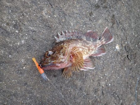 ちょっと渋めも、嬉しい1匹!