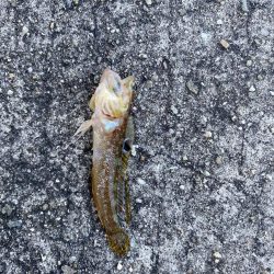 明石海峡大橋の下からの投げ釣りと胴突き釣り