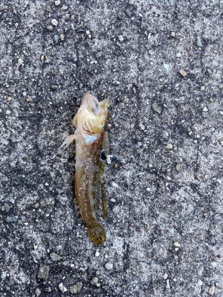 明石海峡大橋の下からの投げ釣りと胴突き釣り