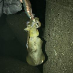 ポツポツとアオリイカとケンサキイカ4杯(^。^)