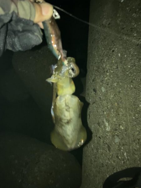 ポツポツとアオリイカとケンサキイカ4杯(^。^)