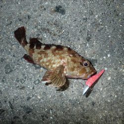 武庫一でライトワインド！