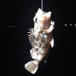 太刀魚リベンジ